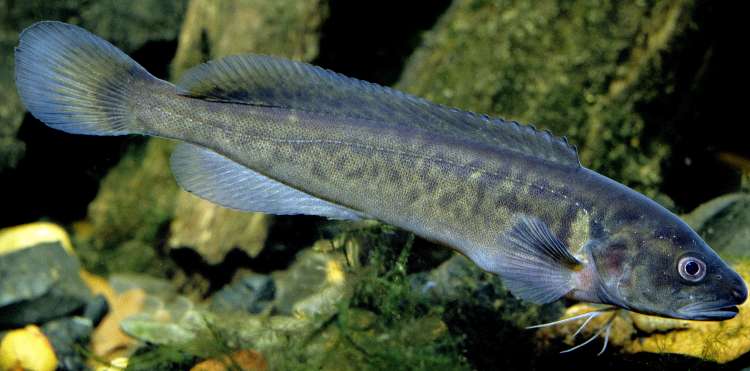 River Blackfish photographed by Gunther Schmida.